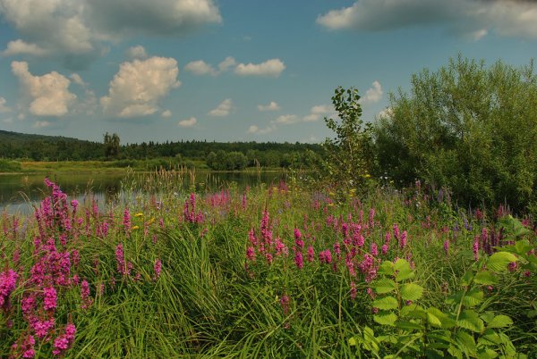 Поля Башкирии летом