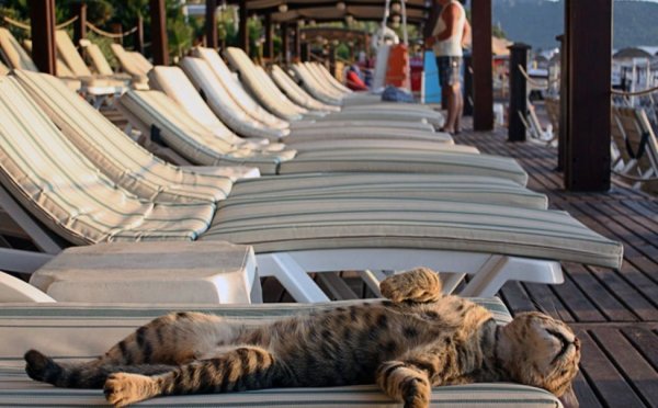 Карикатуры про отпуск