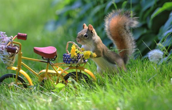 Смешные животные на пляже