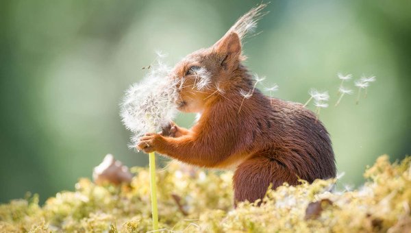 Лето природа животные