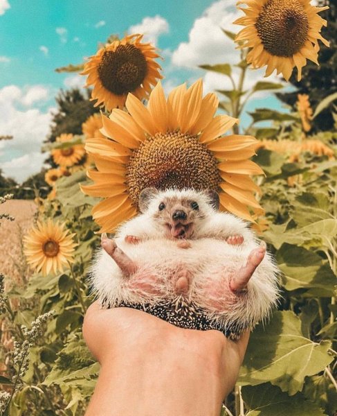 Забавные животные