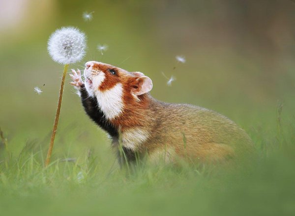 Кот и одуванчик