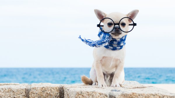 Классные собаки