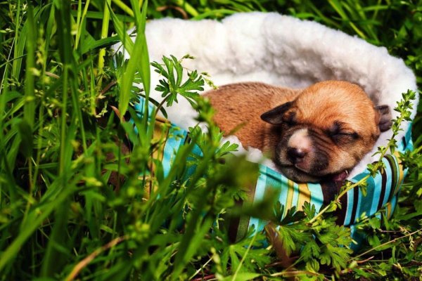 Обои животные смешные