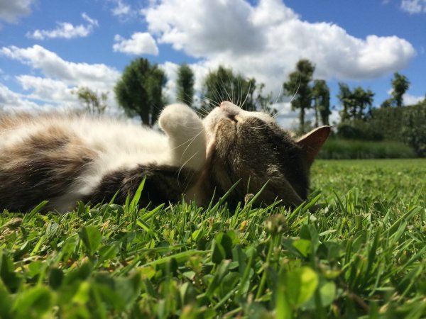 Забавные коалы