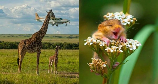 Смешной медведь