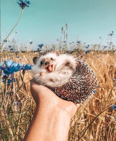 Поросенок в воде