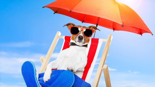 Кошка в одуванчиках