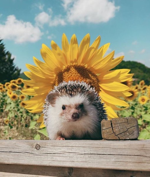 Лето животные