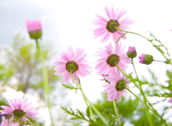 Летние цветы