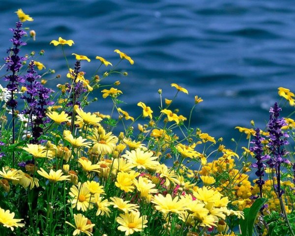 Родные просторы Пушгоры панорама