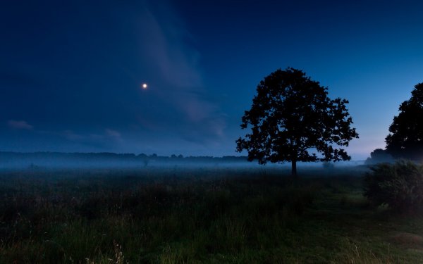 Летняя ночь