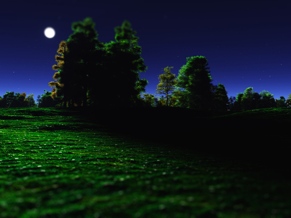 Поляна ночью