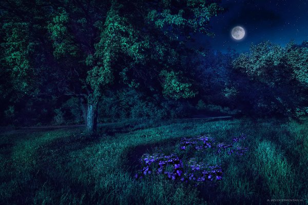 «Ночь в лесу»