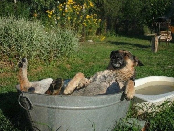 Собака в тазике