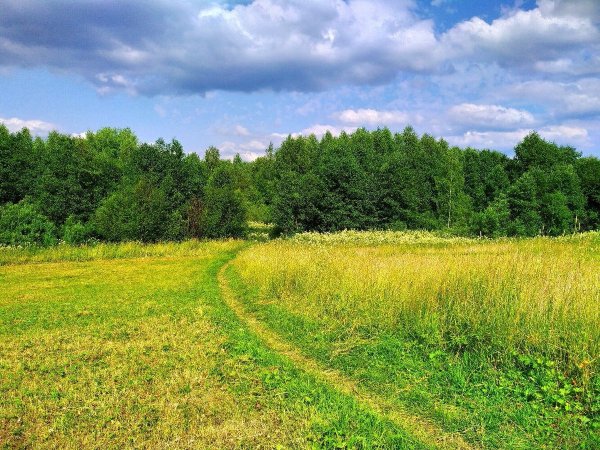 Поля Костромской области