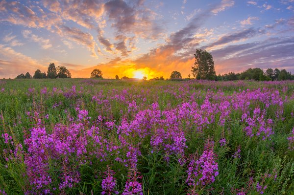 Поле Иван чай Фряново