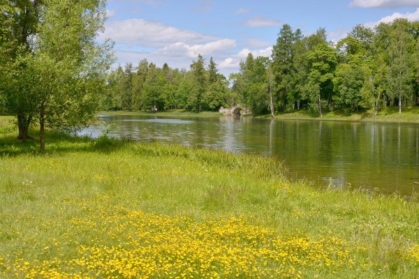 ЛЕНОБЛАСТЬ природа летом