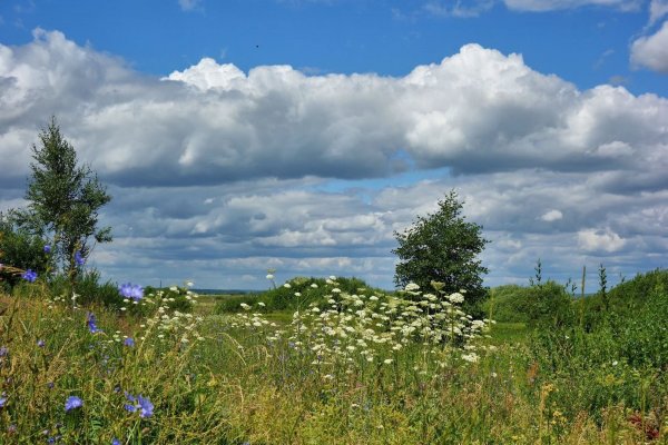 Летний пейзаж июнь