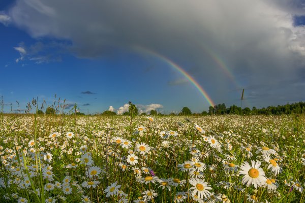 Летняя природа