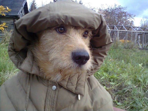 Пальто и собака