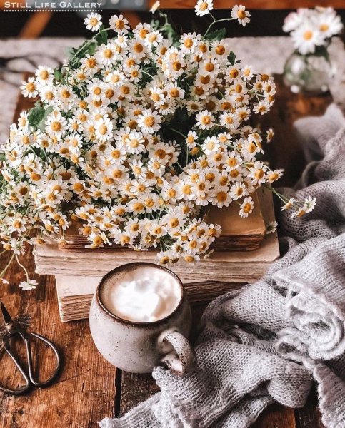 Чашка кофе и ромашки