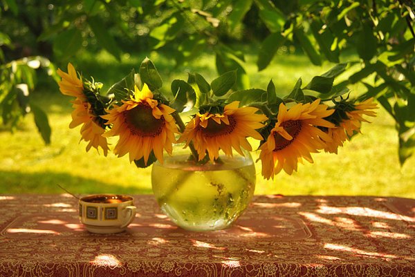 Август Подсолнухи утро