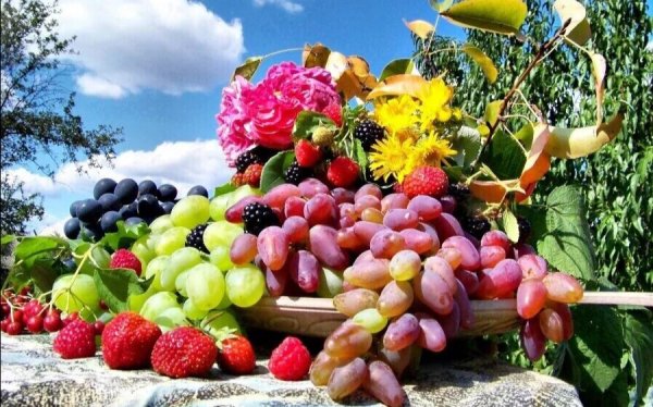 Летние дары природы