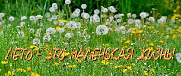 С летом поздравления