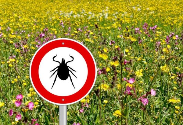 Картина от клещей