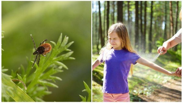 Клещи на природе