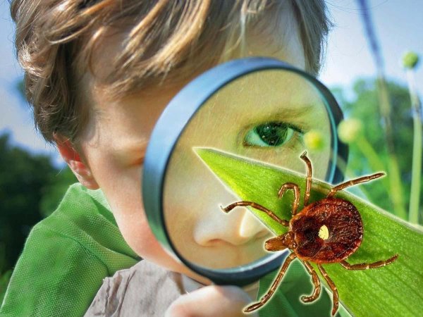 Осторожно насекомые