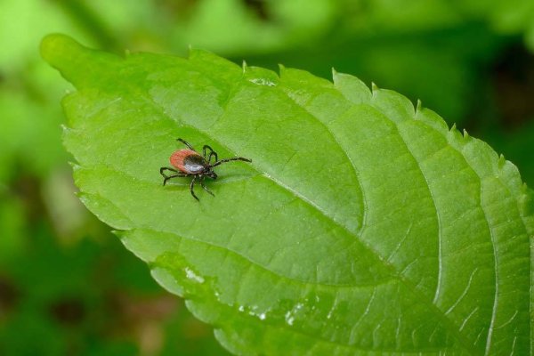 Клещи на даче