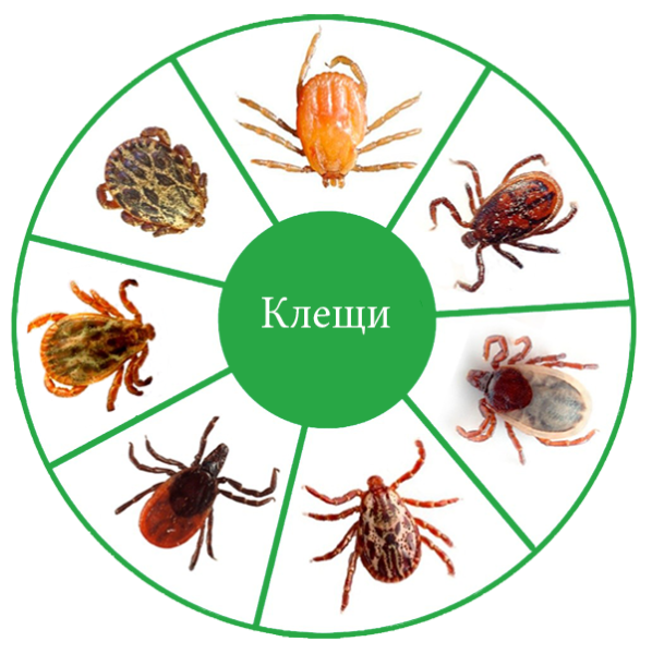 Виды клещей