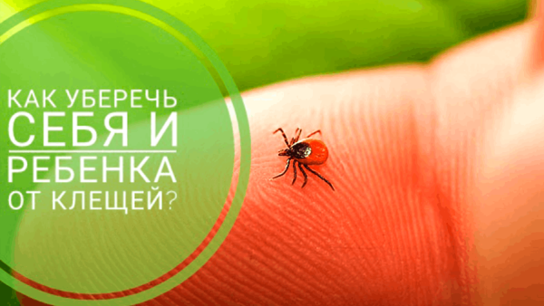 Лесной клещ