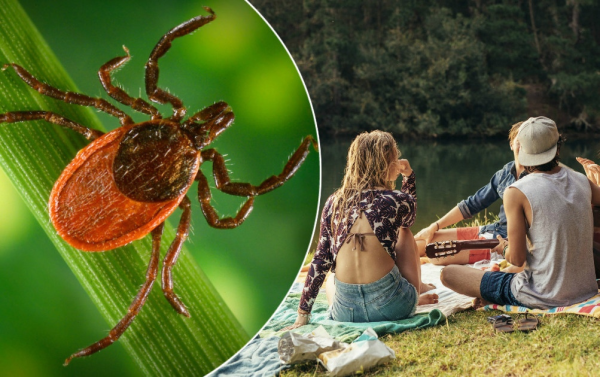 Клещи на природе