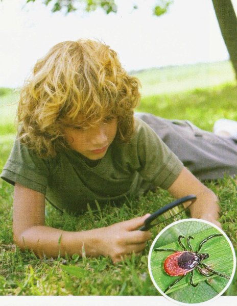 Клещ в природе