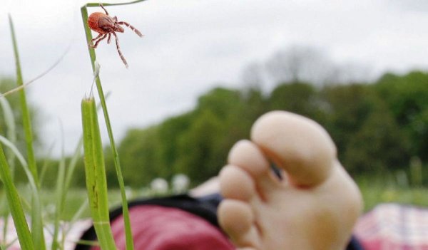 Клещ на траве