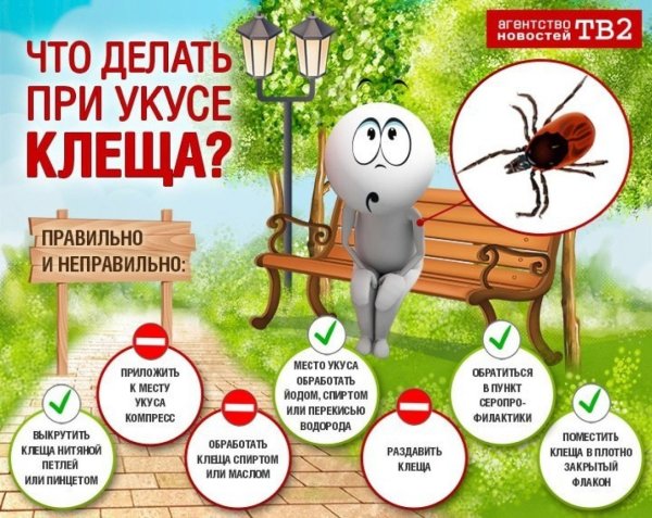 Осторожно клещи памятка для детей