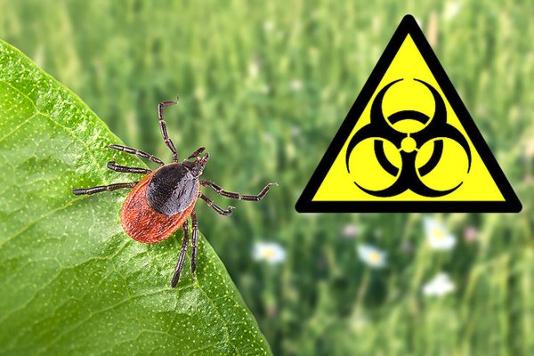 Опасности присасывания клещей