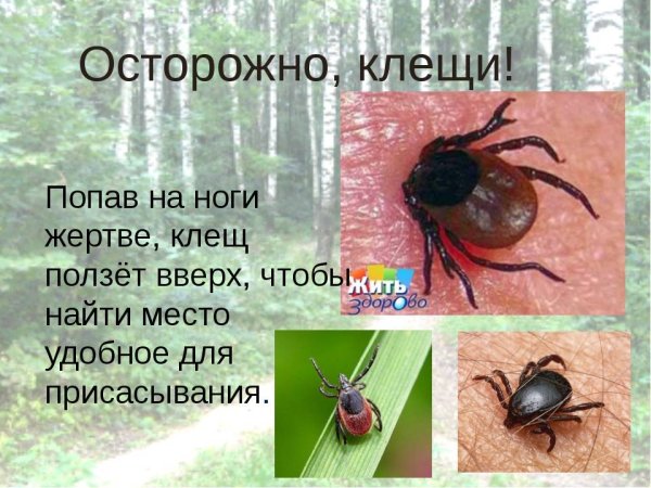 Беседа с детьми осторожно клещи