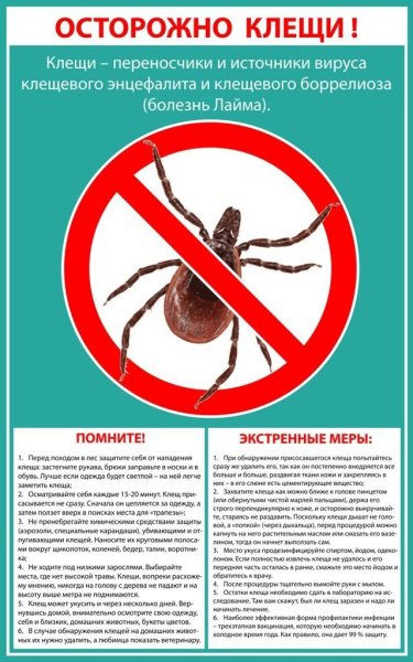 Клещи опасность