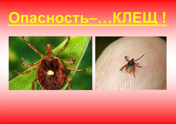 Насекомые комары и клещи