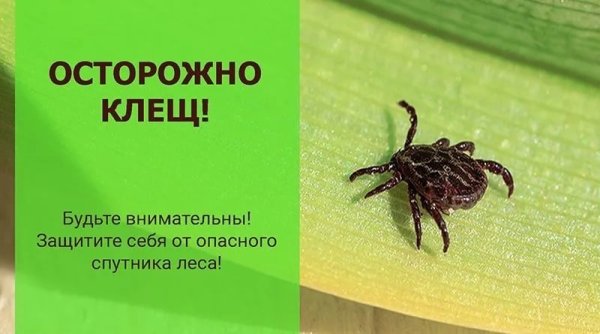 Плакат про клещей