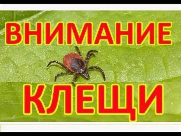 Меры предосторожности в лесу от клещей