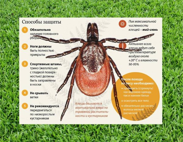 Переносчики инфекции клещевой боррелиоз