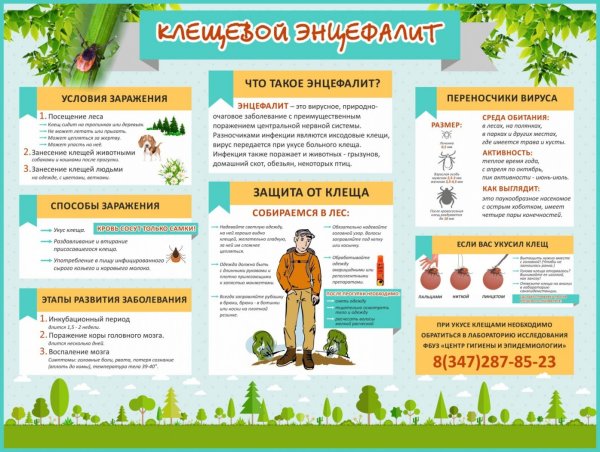 Осторожно клещи презентация