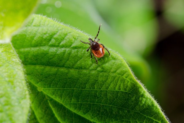 Осторожно клещи памятка для детей