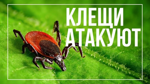 Укусы клещей памятка