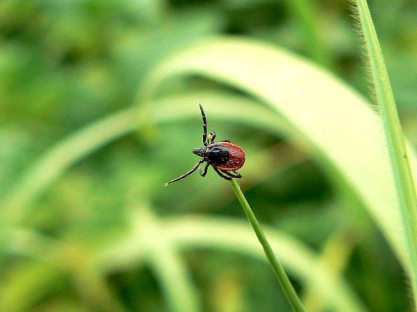 Клещи опасность